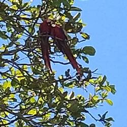 Aras sind meist ein Leben lang ein Paar ... kleinere Streitereien nicht ausgeschlossen 🤭