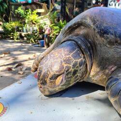 ... der Tierarzt ist unterwegs, Tortuga lebt aber!