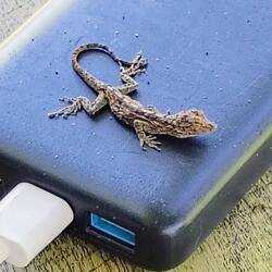 Ausruhen auf der Powerbank 🥰