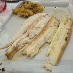 Turbot