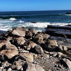 Wie viele Robben zählt ihr?