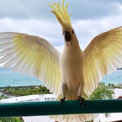 Cockatoos are hungry