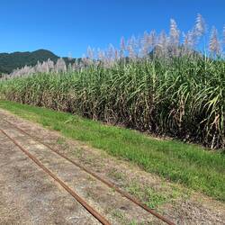 Sugar cane crops