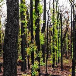 Charred tree trunks beginning to bloom