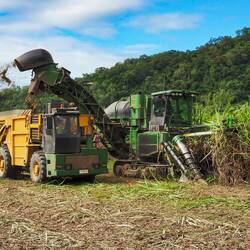 Sugarcane harvest