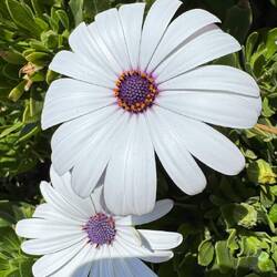 Ich liebe diese Blumen 🫶❤️💫