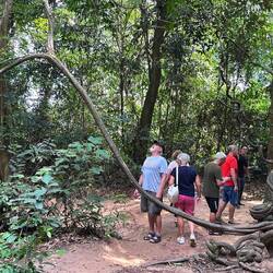 Liane in Form einer Schlange