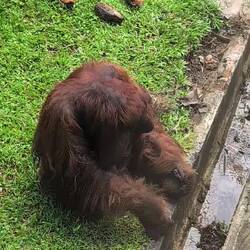 Danach wird die Nuss geöffnet