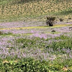 Flowers and green everywhere, a different kind of Marocco