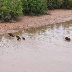A warthog family crossing the river