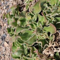 Ein »Eiskraut«. Es zieht das Wasser regelrecht an.