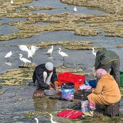 Preparing sardines