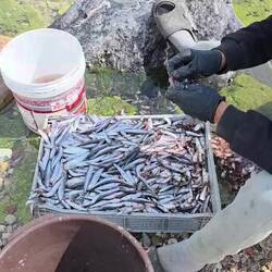 Thousands of sardines are opened, gutted and washed