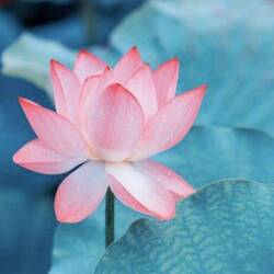 Danke Louder und WWW