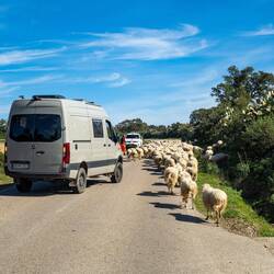 Die Peccorino-Lieferanten trifft man ständig 😅