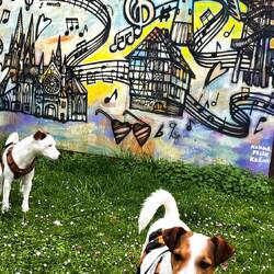 Sitz und bleib... nicht mit Louie