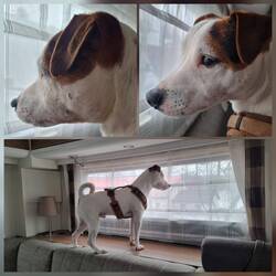Drama am Morgen,da Ute und Louie ohne Quentin ne Runde gelaufen sind 😱