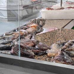 Fresh octopus in the city marketplace