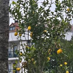 A lemon tree, very pretty. Phil sang me a song about it from his youth.