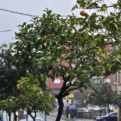 Mandarin orange trees line the streets.