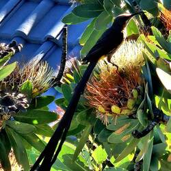 Wer frühstückt denn da auch