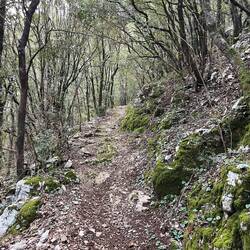 im oberen Drittel geht's durch schattigen Wald