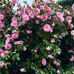 Die Kamelien trotzen dem vielen Regen.