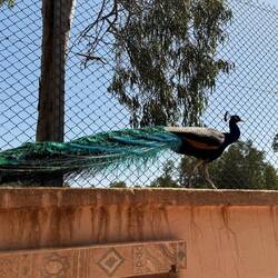 Überall Pfauen 😍