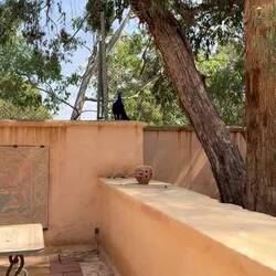 Er will einfach nicht antworten! 🤣🤣