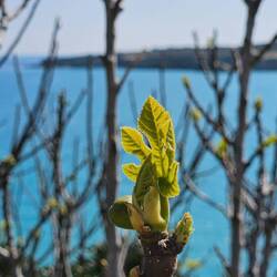 Ein zartes Feigenblättchen
