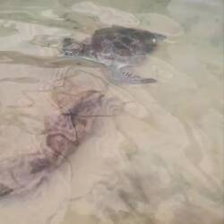 Verletzte Schildkröten werden hier gesund gepflegt