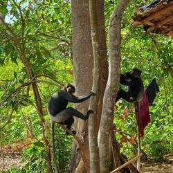 Den (doch sehr großen) Äffchen durfte ich ein Stück Maniok geben ^-^
