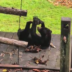 Milch schlecken- very clever