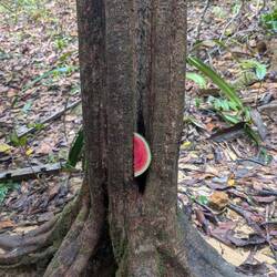 Melone versteckt 😉