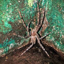 Handgross (in einem der Käfige) 😳