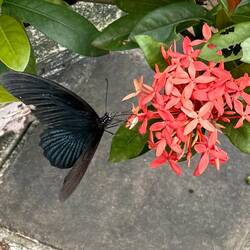 riesiger Schmetterling