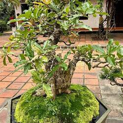 es gibt viele Bonsai-Bäumchen