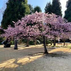Blossom 🌸