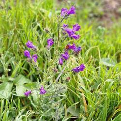 Der Frühling bricht jetzt endgültig aus.