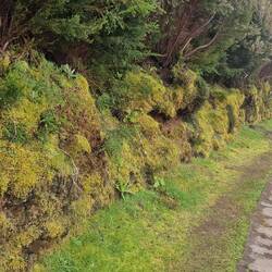 Alle Grüntöne vorhanden.