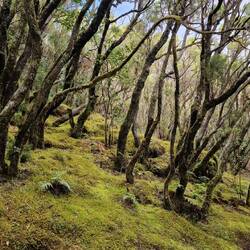 Tschüss Lorbeerwald. ♥️