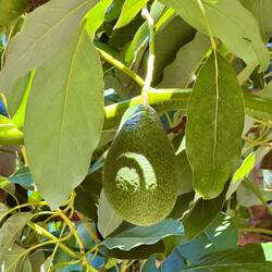 Avocados from the tree in our garden.