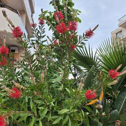 Blühender Zylinderputzer (und Strelizie)