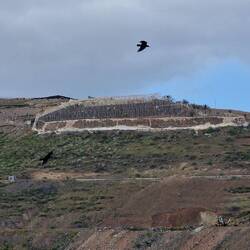 Überreste der alten Tomatenplantage.