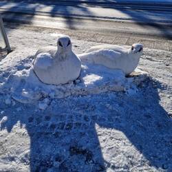 Schneehühner an der Bushaltestelle