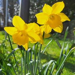 Frühlingsboten gibts trotzdem überall 🌷