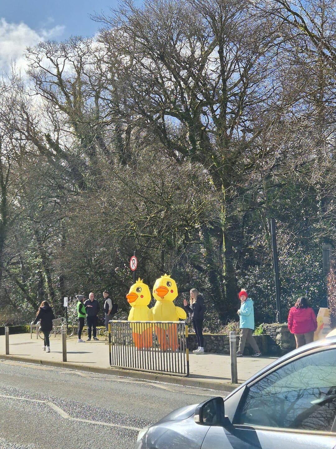 Die Enten weisen den Weg