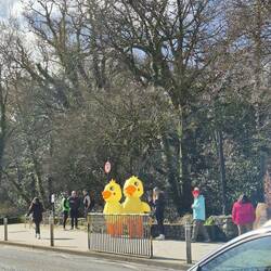 Die Enten weisen den Weg