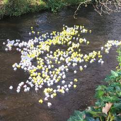 Das Hauptfeld der Enten