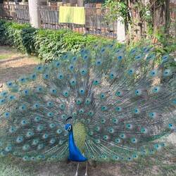 En todo su esplendor..